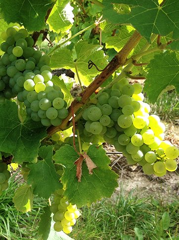 Sauvignon blanc